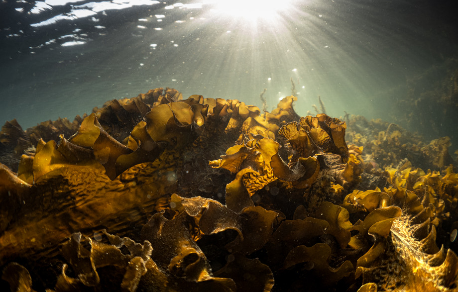 Sukkertang i Kattegat. Foto: Tim Dencker