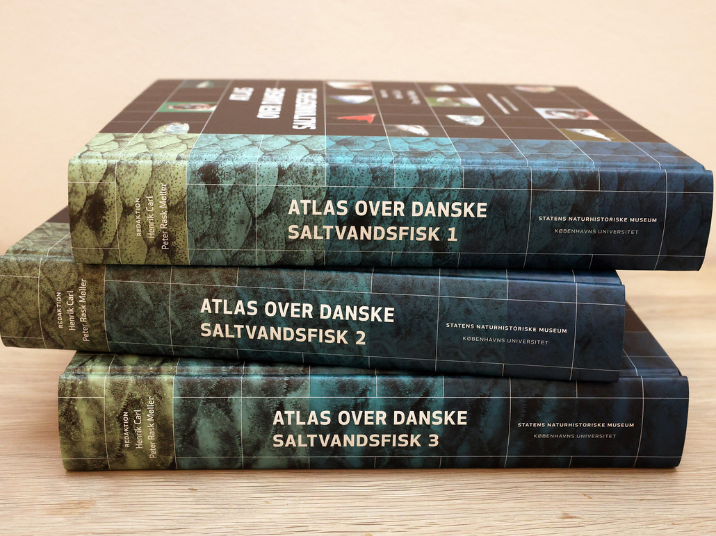 Atlas over danske saltvandsfisk dokumenterer udbredelsen af i alt 214 fiskearter og vejer 9,6 kg. Foto: Henrik Carl 